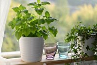 گل های مفید برای سلامتی