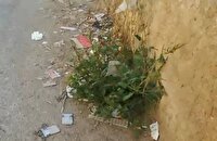 آلودگی کوچه یاس ۶ خرامه، دغدغه اهالی شد