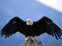نجات یک عقاب زخمی در منطقه سد ایلام