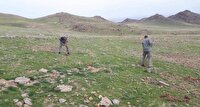 آغاز احیای پوشش گیاهی باشگل با کاشت نهال بومی بادام