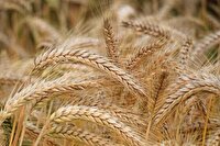 آغاز خرید تضمینی گندم کشاورزان استان بوشهر