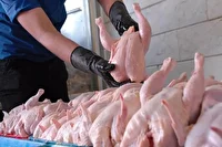 ثبات بازار مرغ خراسان شمالی با خرید قراردادی