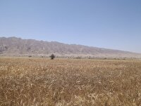 آغاز برداشت جو دیم در بندر خمیر