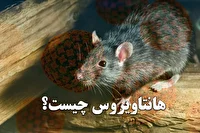 انتقال هانتاویروس از انسان به انسان، نادر