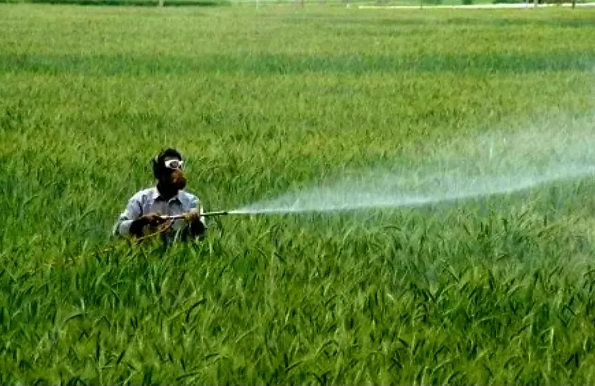 ایمن سازی گندمزارهای آذربایجان غربی در مقابله با علفهای هرز ایمن سازی گندمزارهای آذربایجان غربی در مقابله با علفهای هرز