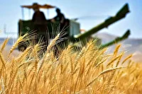 خرید بیش از ۱۷ هزار تن گندم از کشاورزان خرمشهری