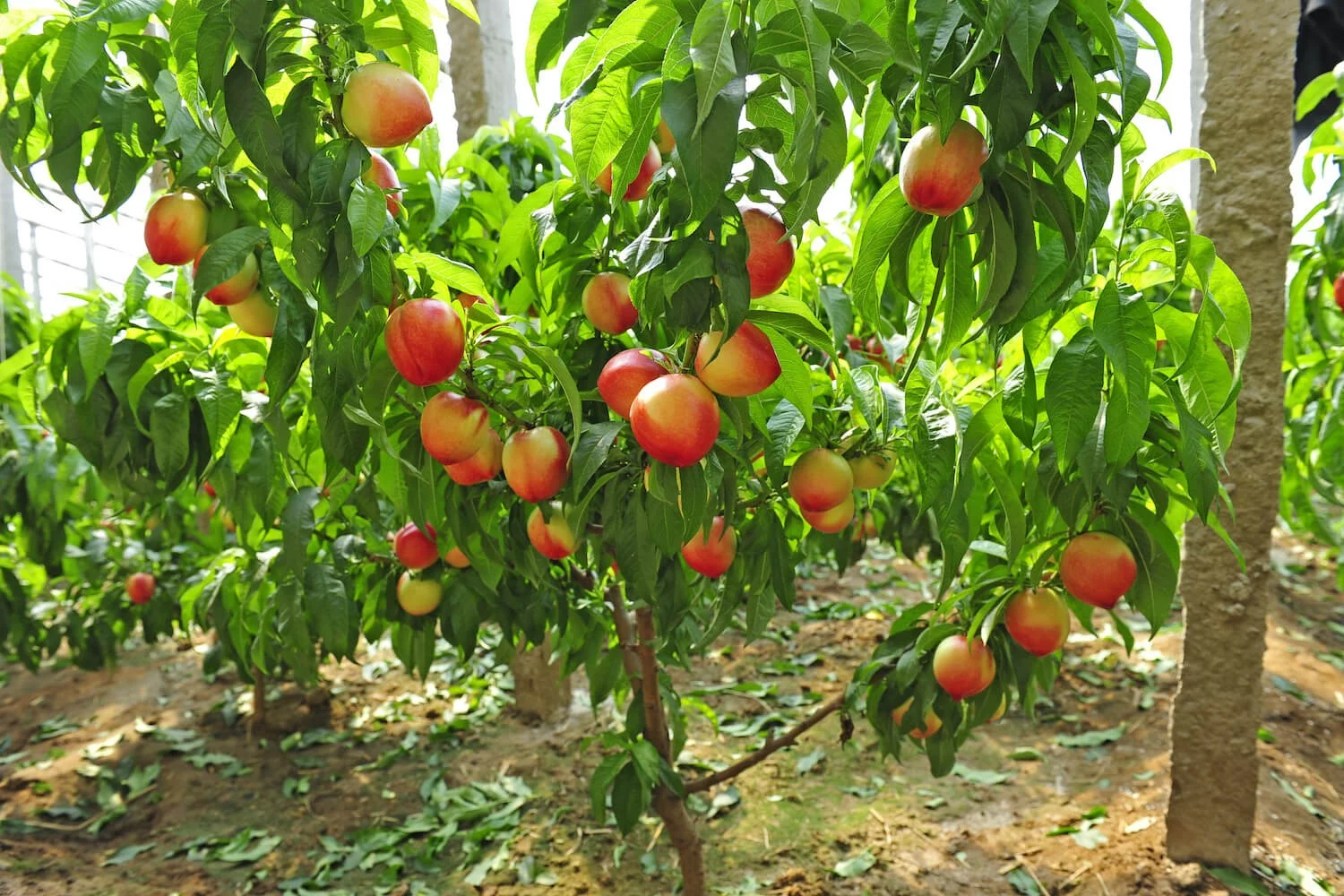 کاشت درخت هلو برای نخستین بار در شهرستان قیروکارزین