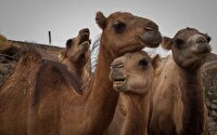 رونق صنعت شترداری؛ گامی نو در امنیت غذایی و توسعه اقتصادی 