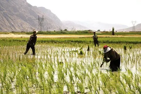 مقابله با چاههای غیرمجاز و کشت برنج در مناطق ممنوعه فارس مقابله با چاههای غیرمجاز و کشت برنج در مناطق ممنوعه فارس