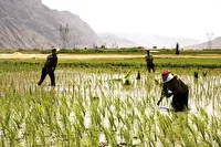 مقابله با چاه‌های غیرمجاز و کشت برنج در مناطق ممنوعه فارس