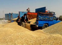 کشف ۷۰۰ تُن گندم احتکاری در دزفول