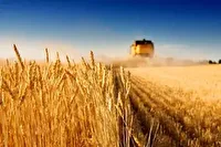 خریداری بیش از هزار و ۵۰۰ تن گندم در خراسان جنوبی تا سوم خرداد