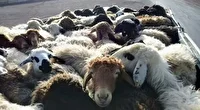 دستگیری باند سارقان احشام با ۱۱ مورد سرقت