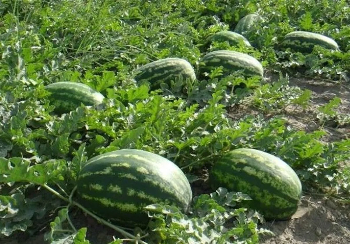 آغاز برداشت هندوانه در زرین دشت