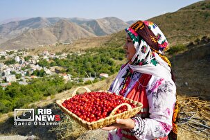 کلیبر میزبان نهمین جشنواره زغال‌اخته | آذربایجان شرقی